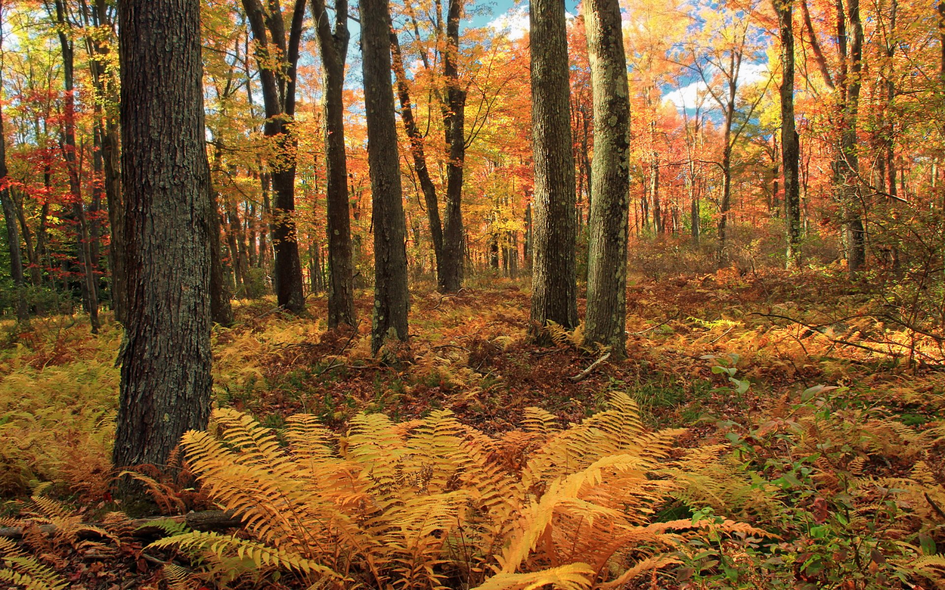 forest autumn nature