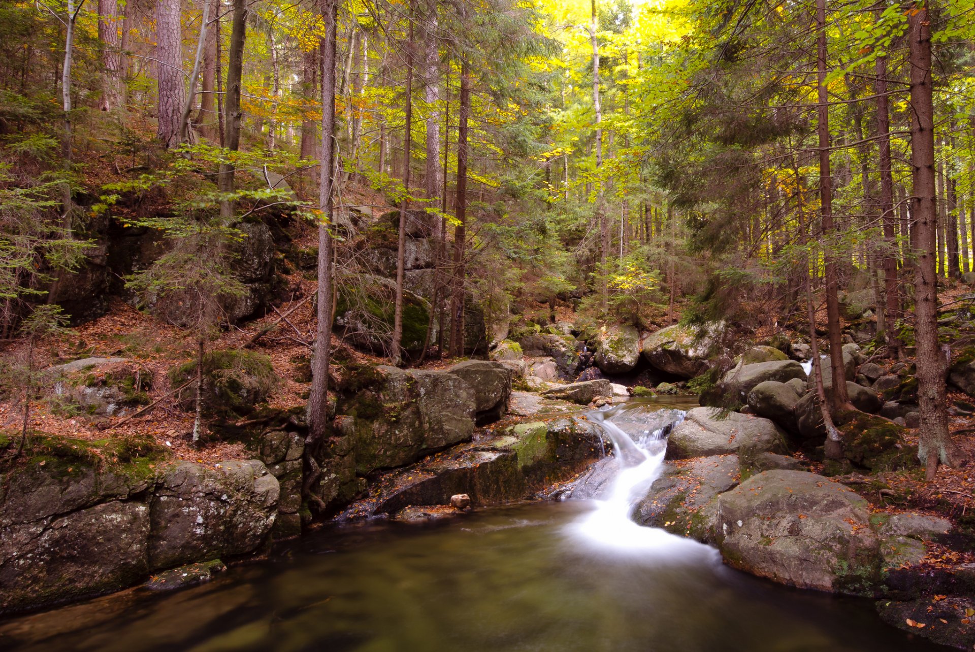 forêt rivière ruisseau