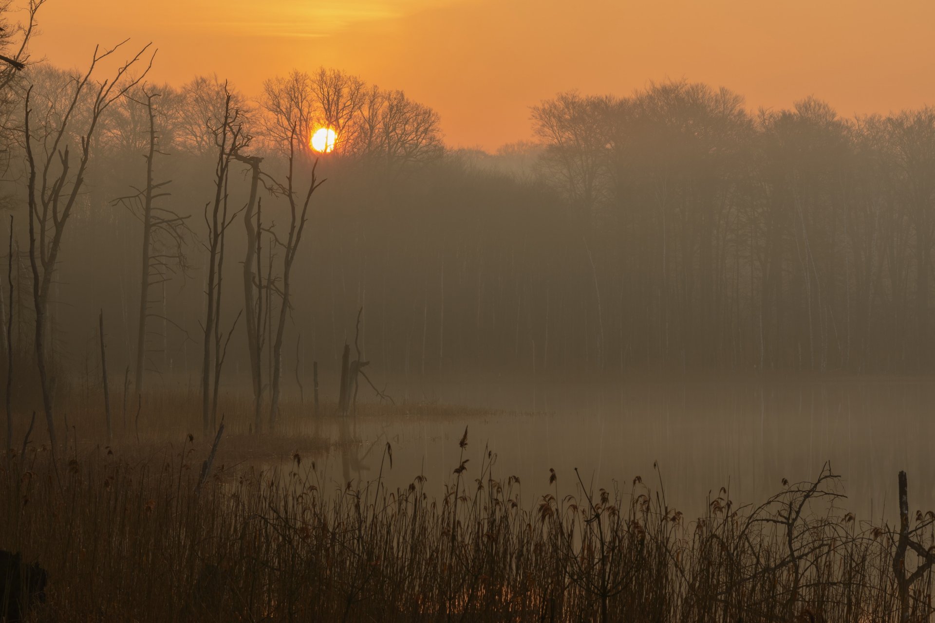 germany mecklenburg-vorpommern national park müritz lake morning fog sunrise