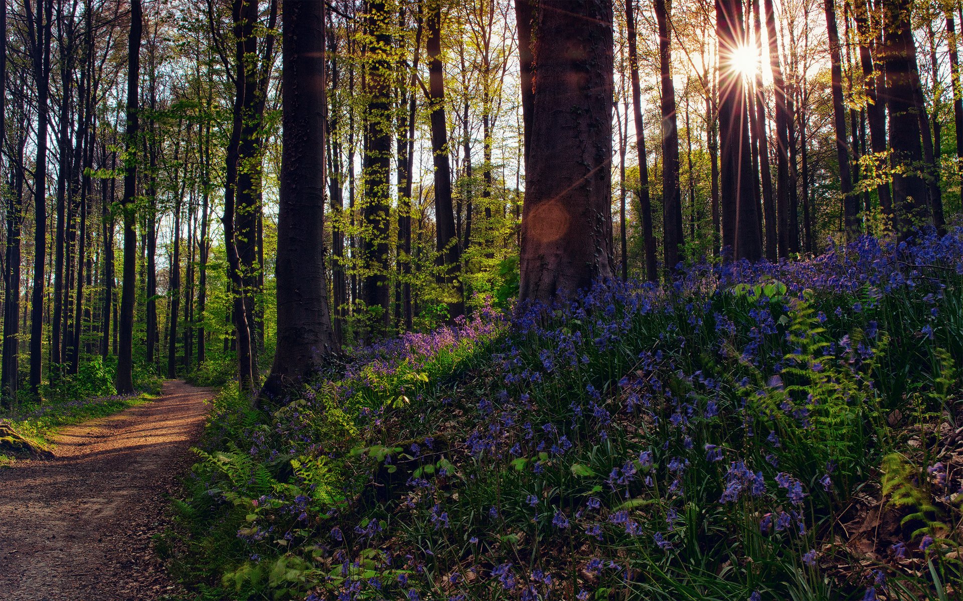 natur wald blumen bäume licht sonne strahlen blöcke