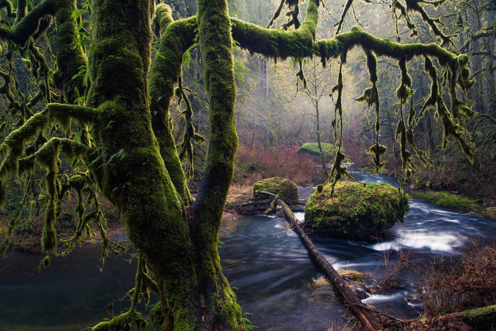 musgo árboles piedras silver falls oregon