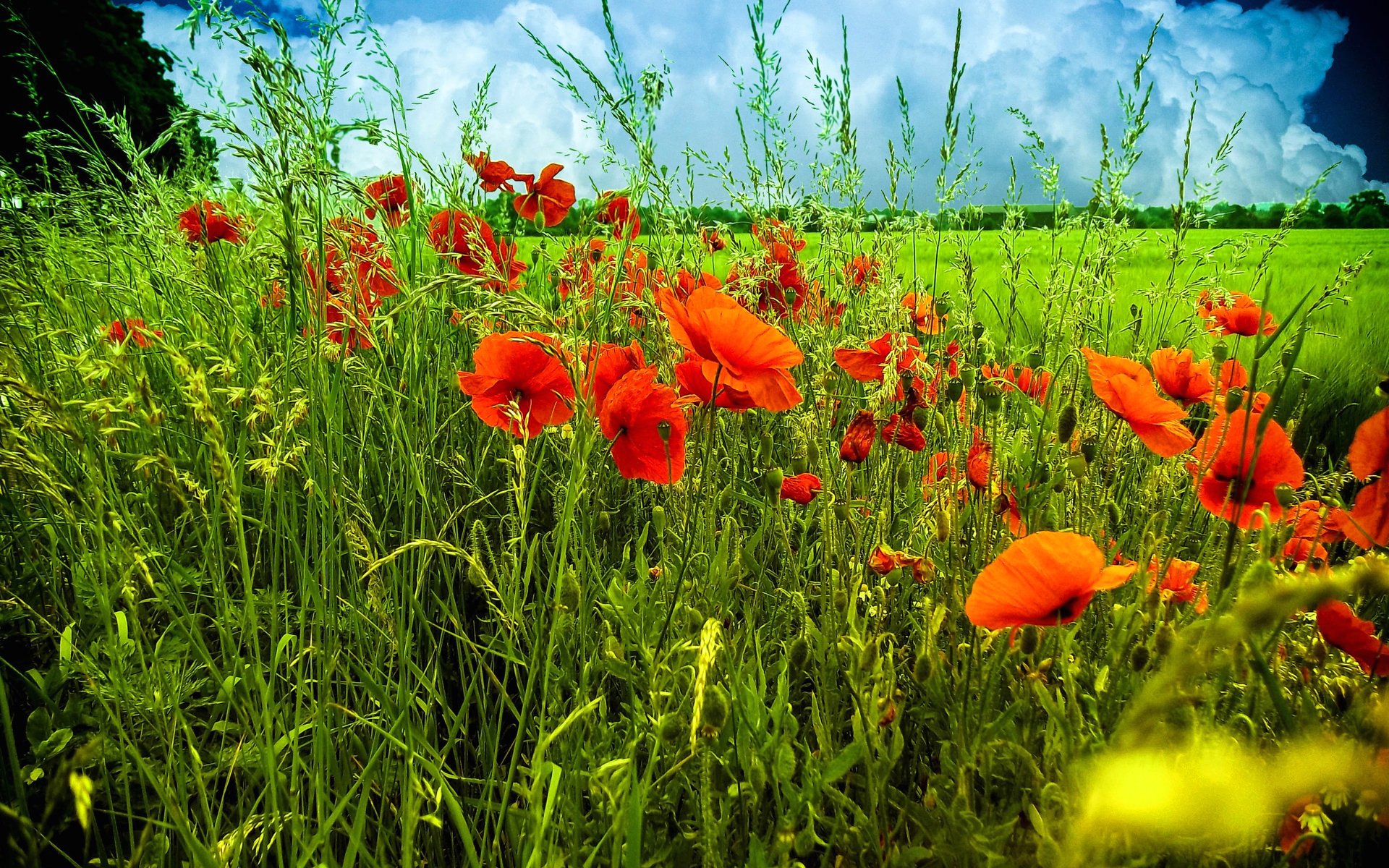 himmel wolken feld wiese blumen mohnblumen gras