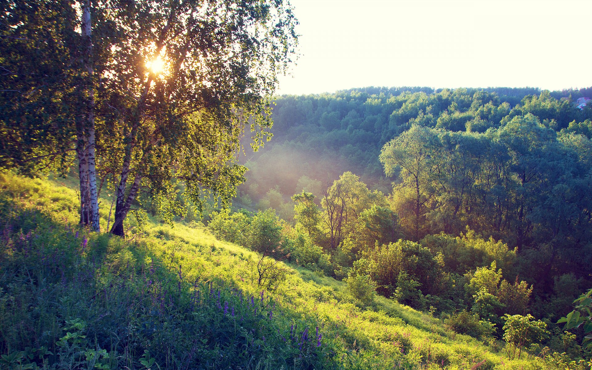 hill summer tree forest birch grass morning sun fog