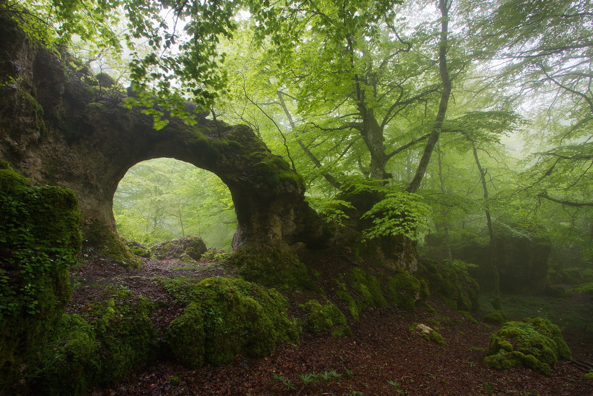 forêt roche arche brouillard été