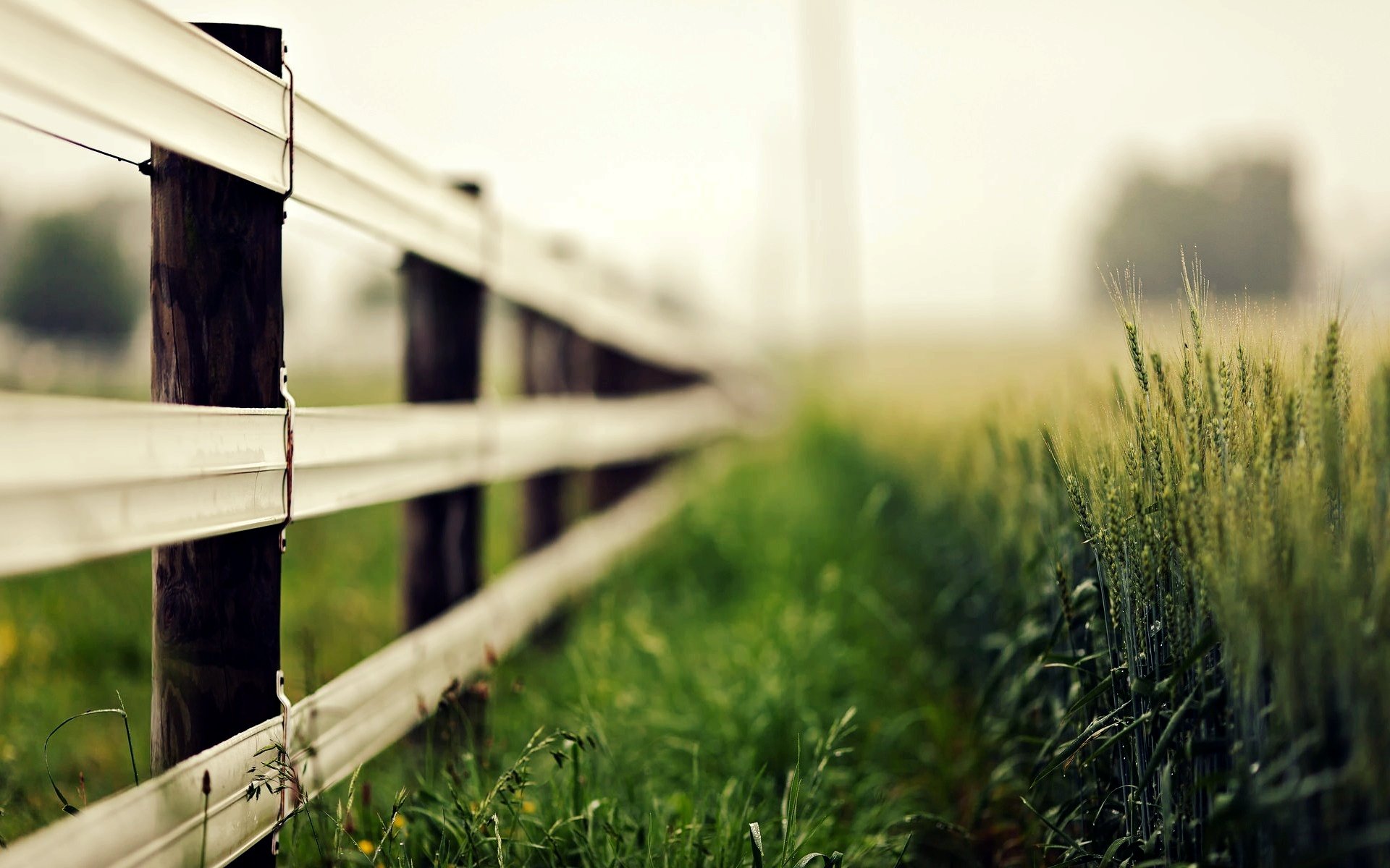 nature macro fence fence fencing greenery grass ears spikelets blur rye wheat background wallpaper widescreen fullscreen widescreen widescreen