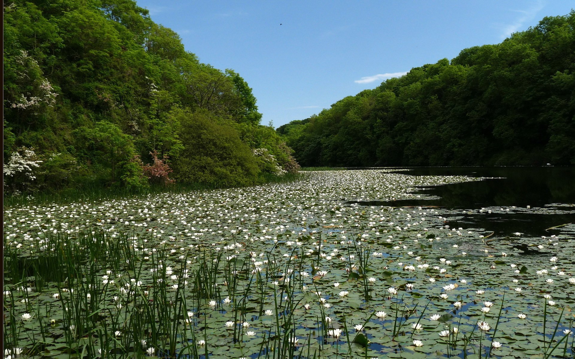 foresta lago stagno ninfee bianco