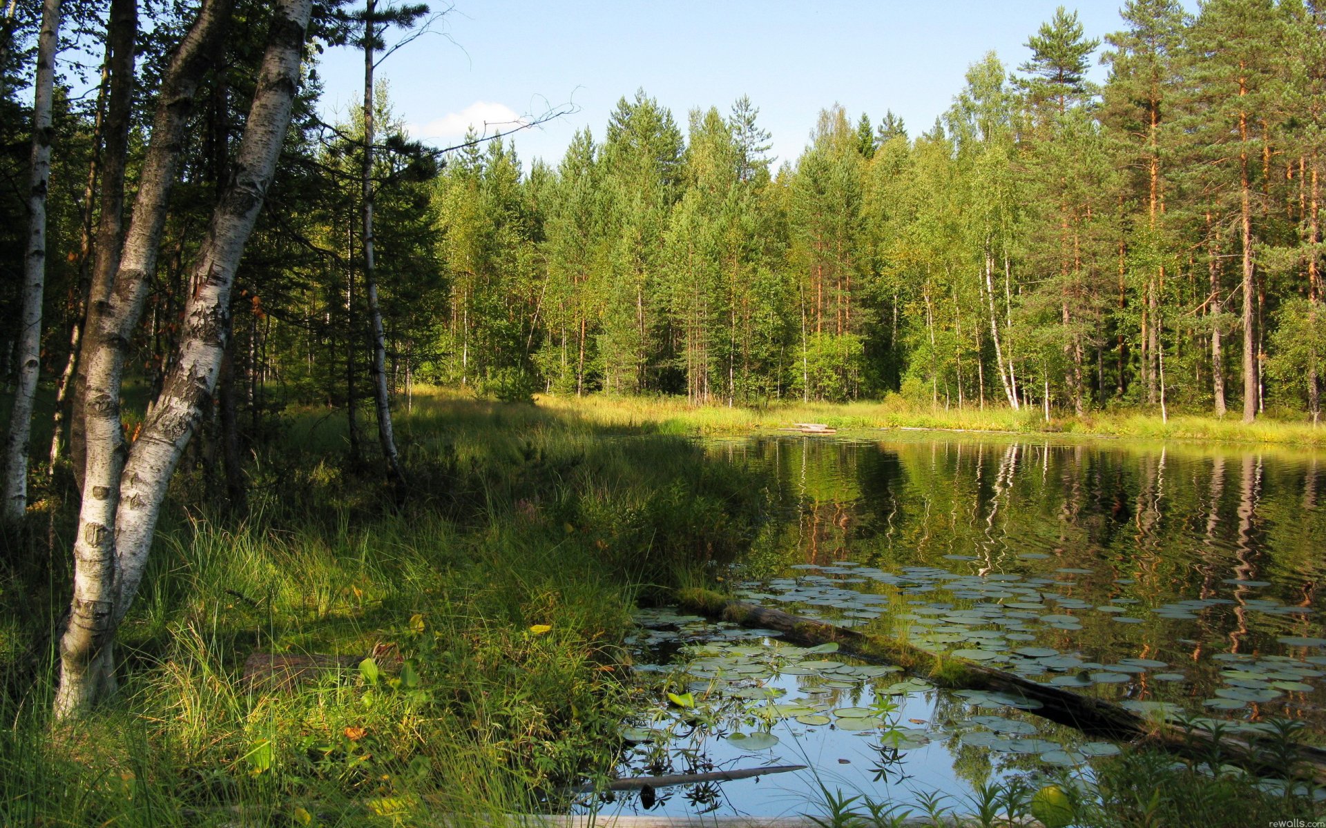 wald bäume fluss birke gras sommer himmel