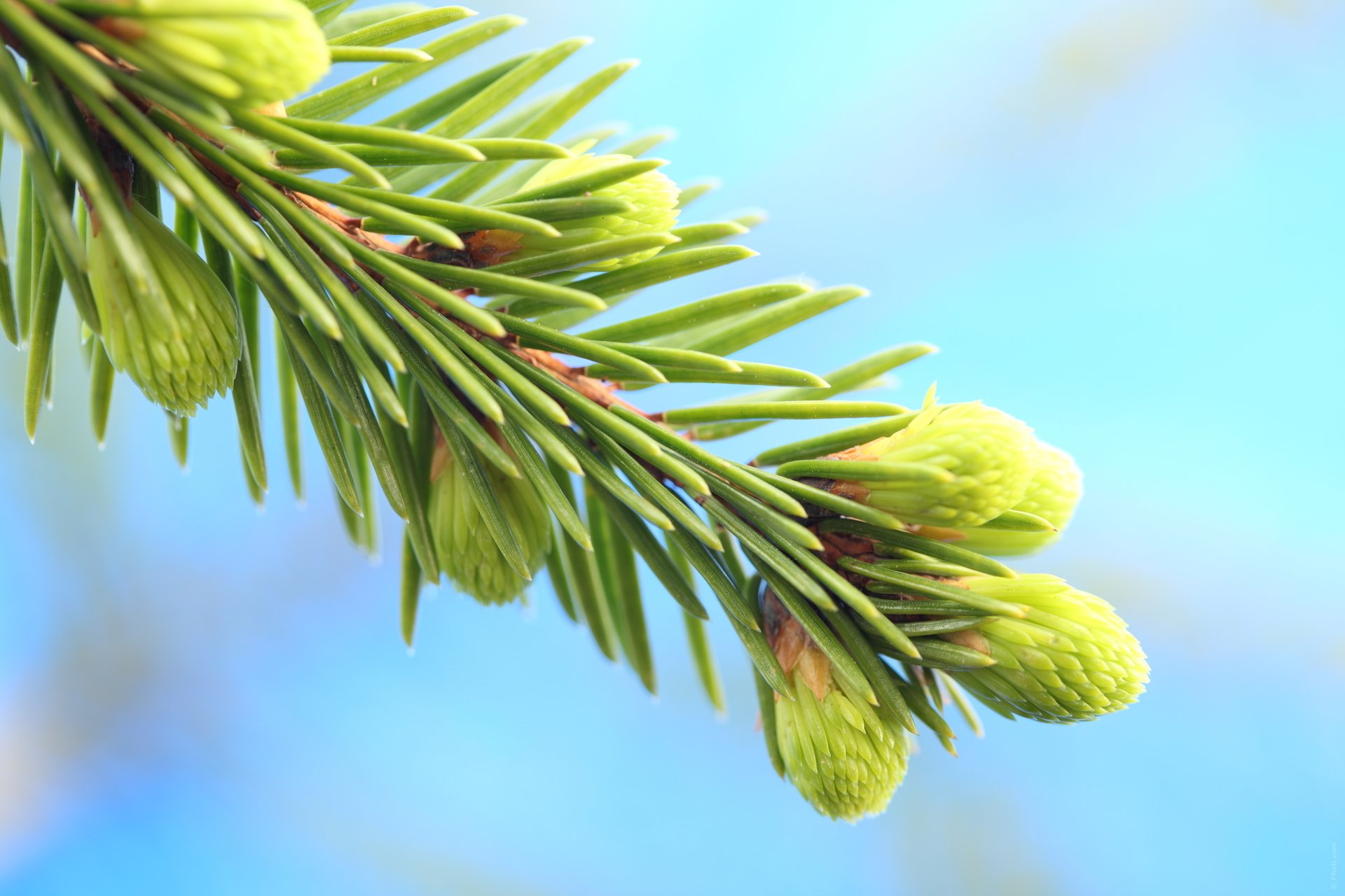 natura albero di natale coni ramoscello