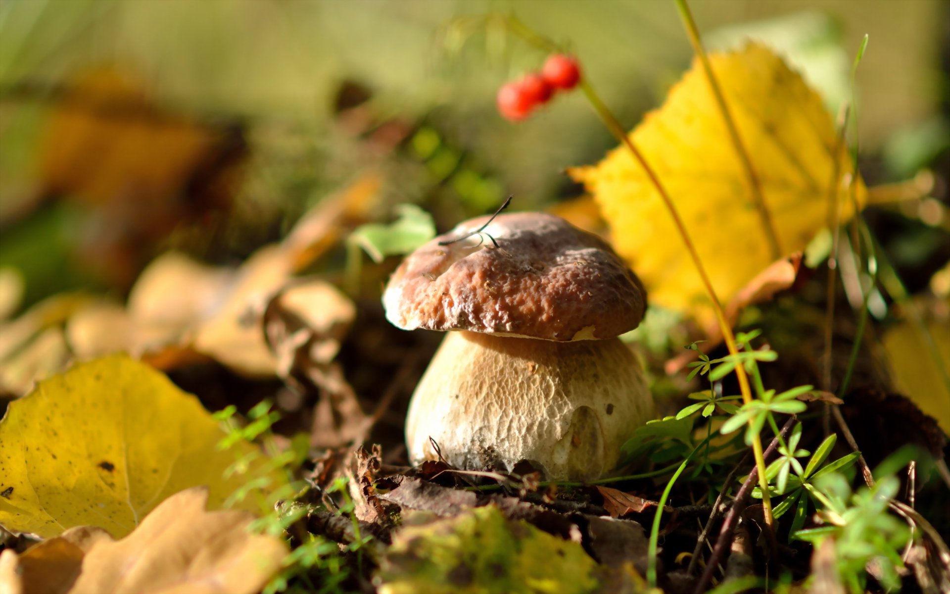 biały grzyb pyszne grzyby las liście jesień natura