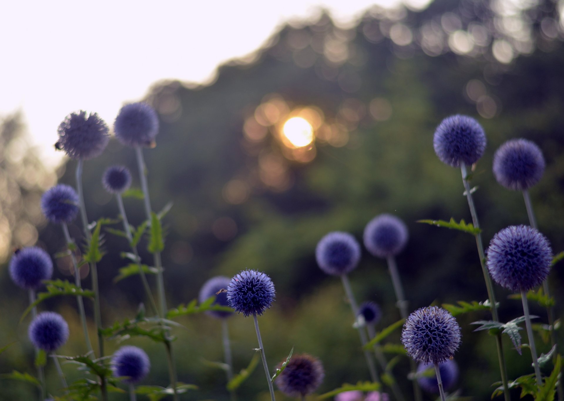 clairière bleu fleurs éblouissement bokeh soir coucher de soleil soleil