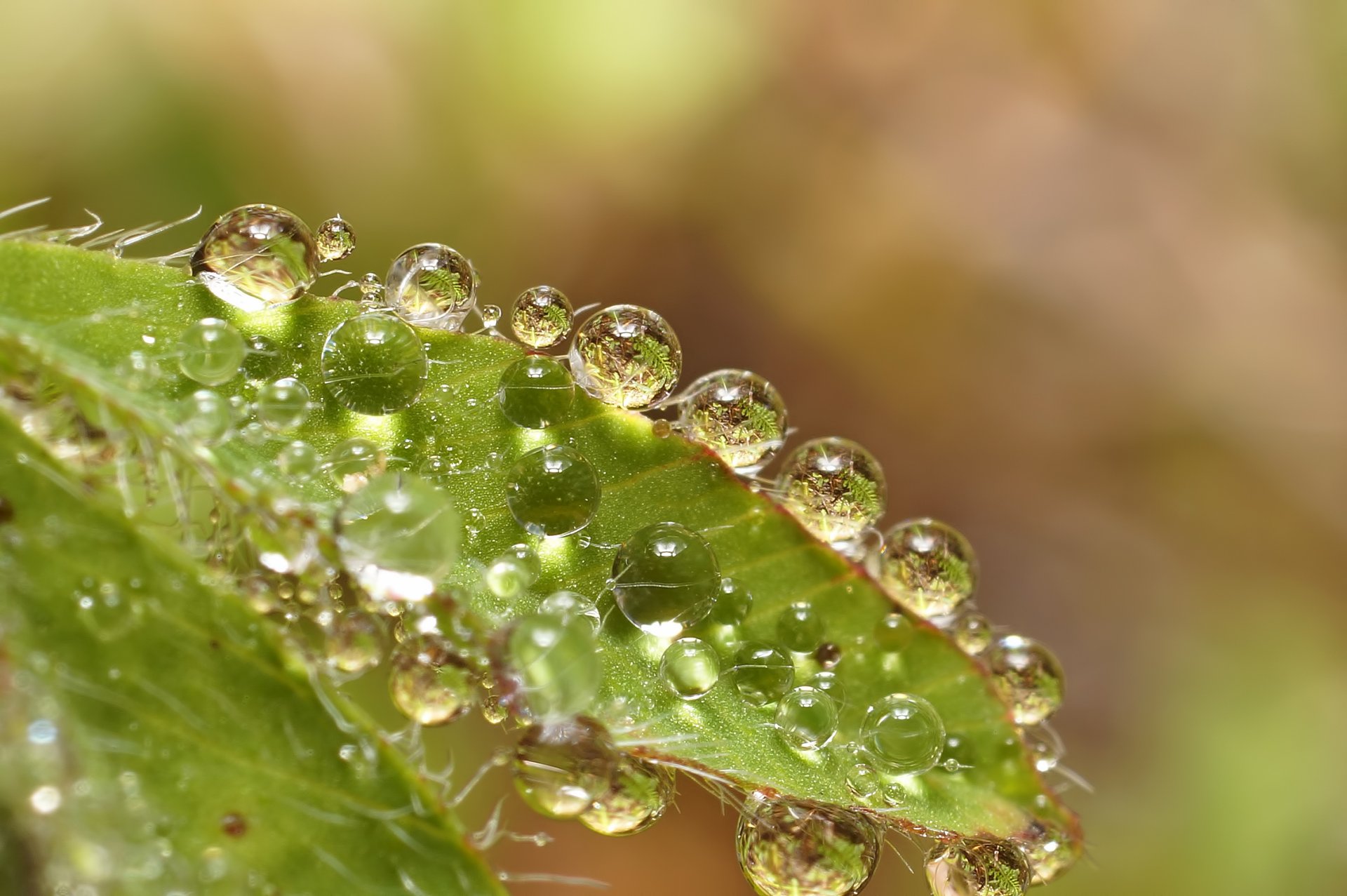 hojas gotas agua reflexión macro