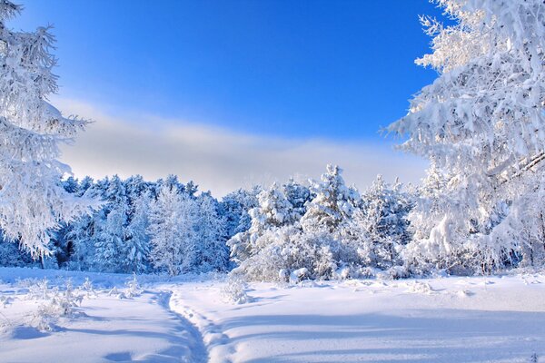 Winter road. Frost-covered trees