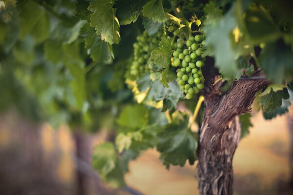 Racimos de uvas en plantaciones españolas