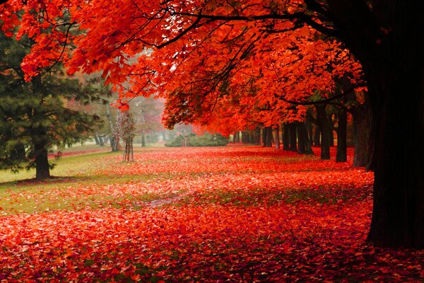 Bellissimo autunno nel parco con fogliame