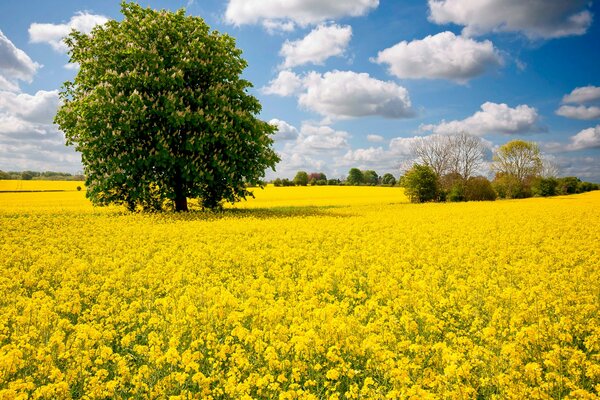 Ein Baum in einer Blumenwiese