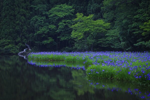 The forest shore of the lake dotted with blue flowers