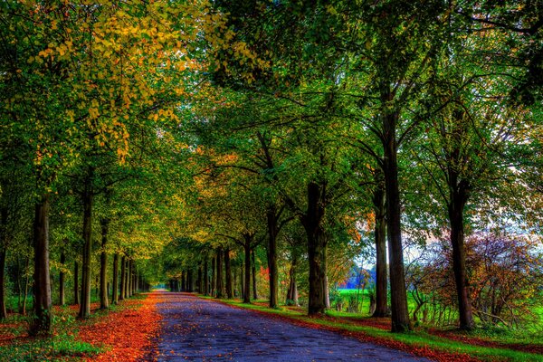 Camino colorido en el parque con árboles verdes