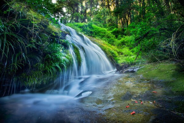 Petite cascade dans la forêt verte en Thaïlande