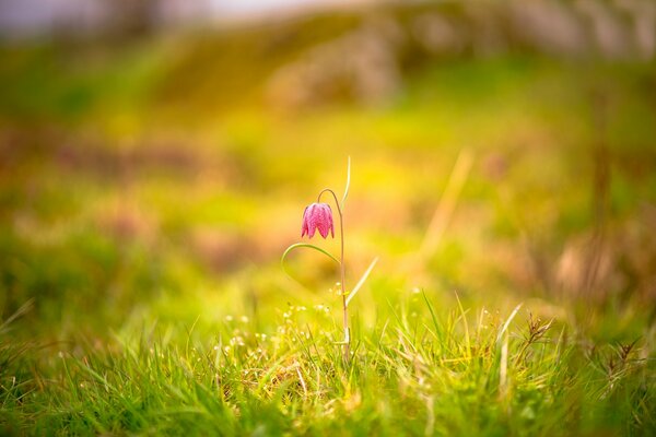 A delicate pink flower in a clearing