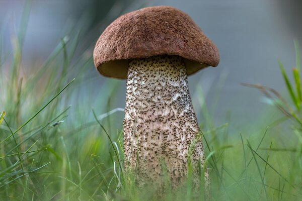 Pilz im Gras. Ein Schwein im Wald. Foto der Natur