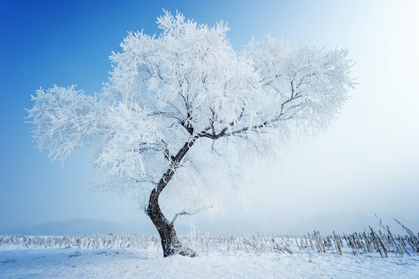 The beauty of winter nature in a snow-covered field