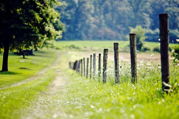 Strada nel campo verde e recinzione