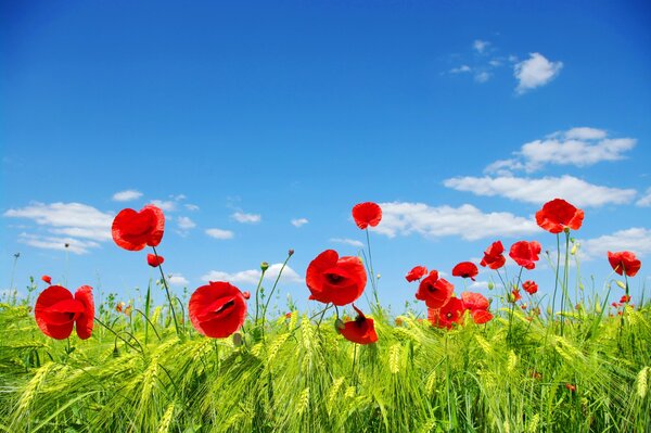 Red poppies on a blue sky background