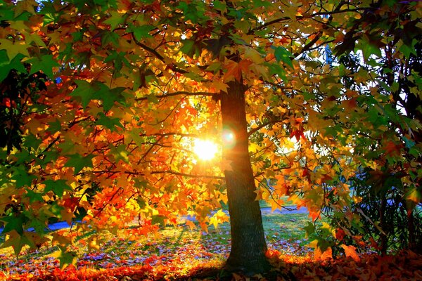 Puesta de sol en el parque en un cálido día de otoño