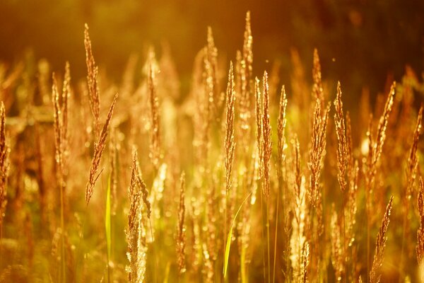 Mature ears on the background of sunset