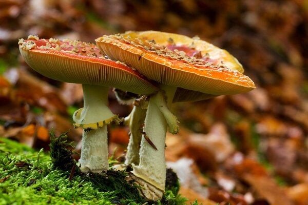 Amanita roja brillante sobre un fondo de musgo verde