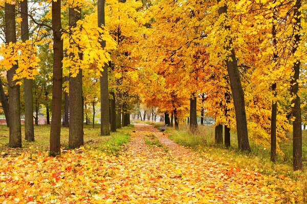 Herbstlaub der Bäume im Wald