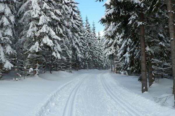 Winter forest in the Czech Republic, people s Park