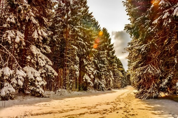 Weiße Wege durch den verschneiten Wald