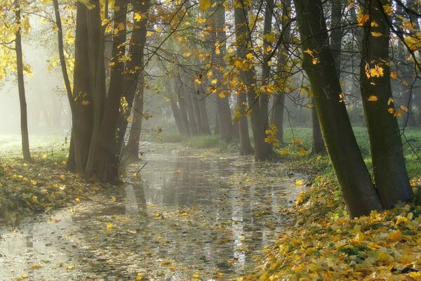 Parco autunnale sotto la pioggia nella nebbia