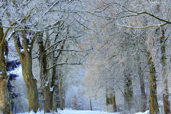 Snow-covered trees on the alley