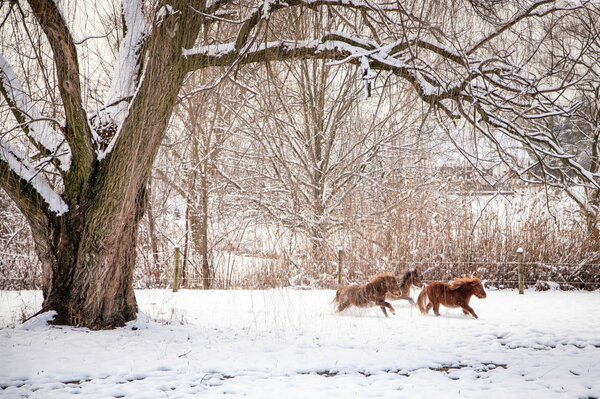 Pferdespaziergang im Winterwald