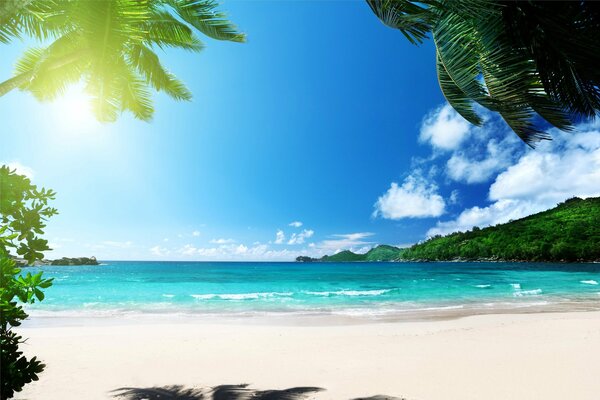 Tropical beach with sand and palm trees