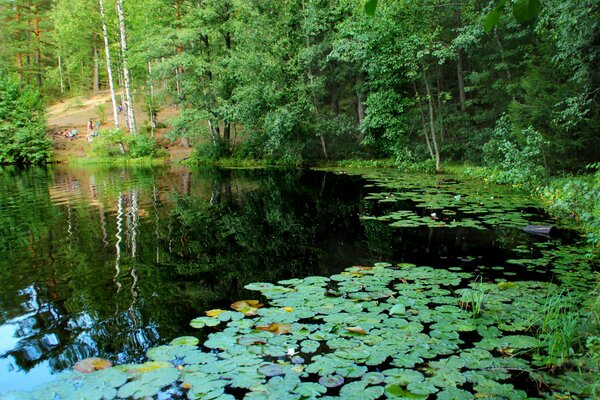 Clear lake with water lilies near the forest