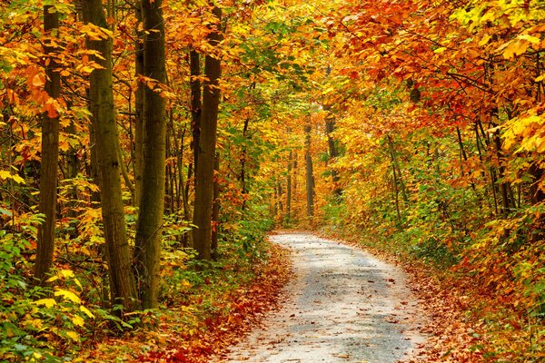 Autumn. the road going through the forest