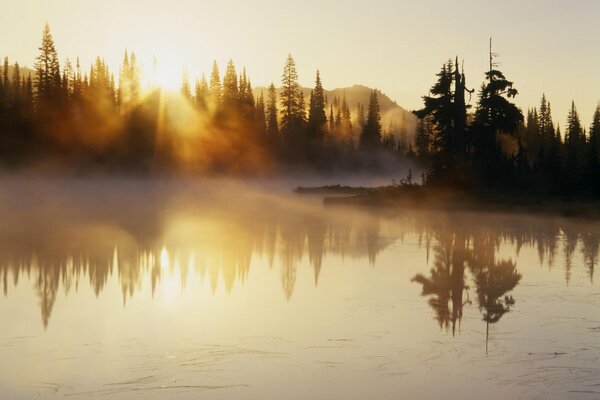 Niebla en el lago del bosque