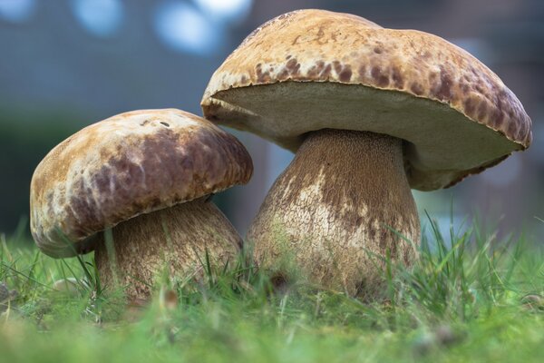 Porcini mushrooms in the forest. Nature