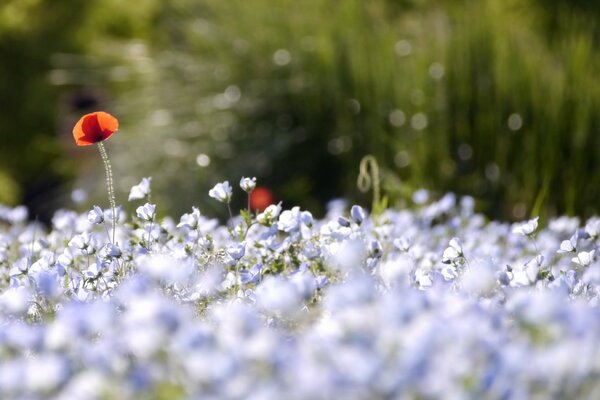 Coquelicots aux couleurs bleues