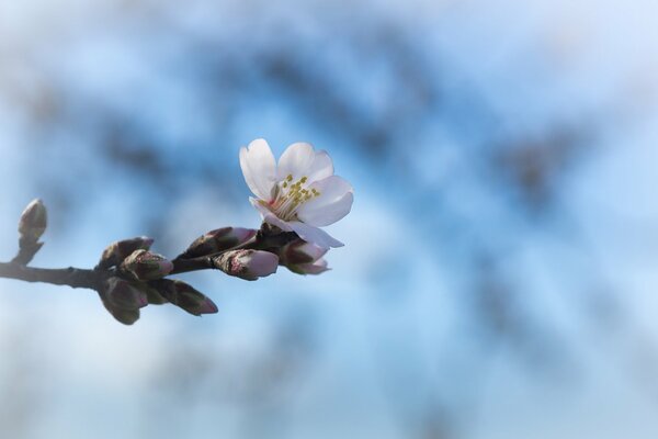 Spring flower and buds on a cherry tree