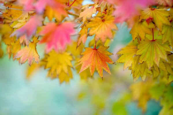 Feuilles arc-en-ciel automne sur fond flou