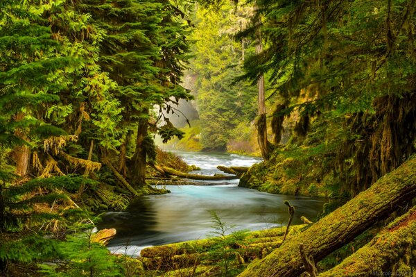 Río que fluye a través de un camino forestal