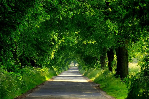 Die Straße ist von hellem Grün umgeben