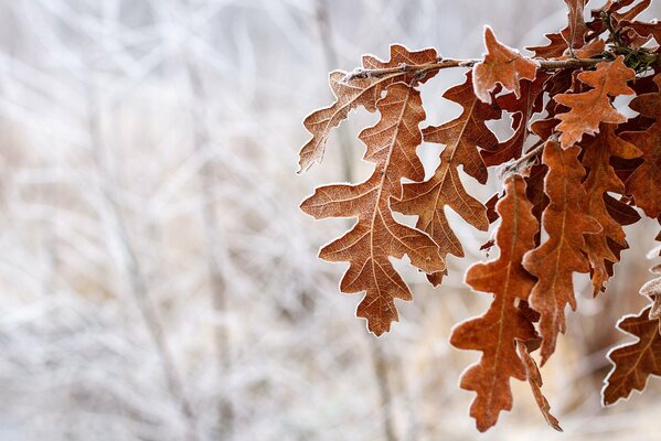 Follaje de roble marrón sobre un fondo de invierno