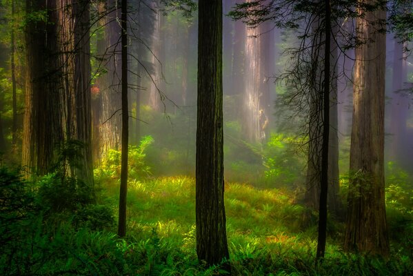 Alba nel Parco Nazionale della California