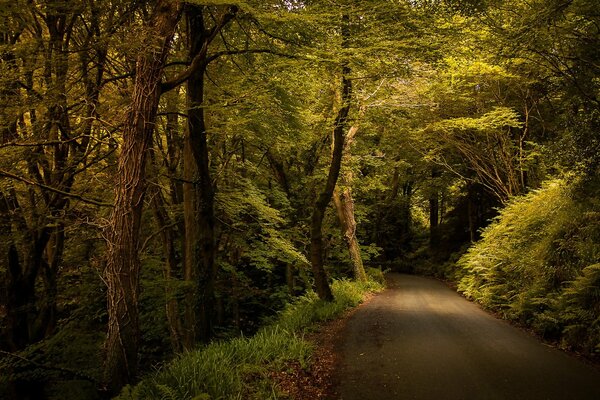 Camino del bosque en el bosque verde