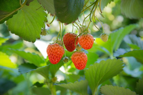 Fresas brillantes en el Jardín